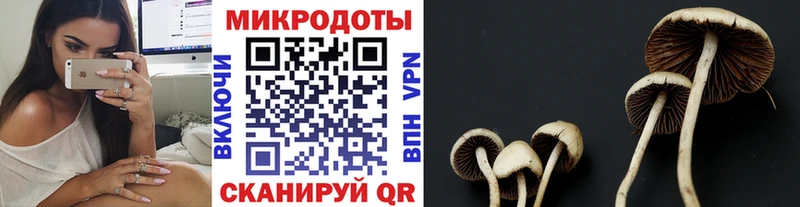Псилоцибиновые грибы Psilocybine cubensis Петровск-Забайкальский