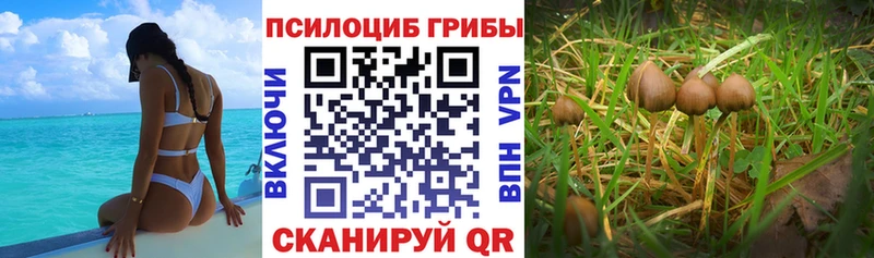 Псилоцибиновые грибы Cubensis  Купить где  Петровск-Забайкальский 